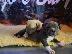 PoulaTo: Active Male And Female American PITBULL Puppies for sale
